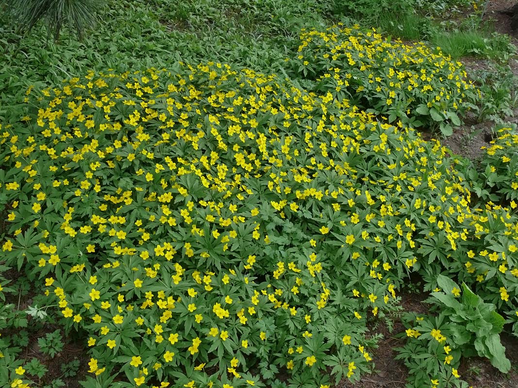 Anemone ranunculoide